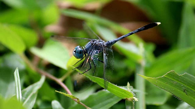 বুনো গাছের সবুজ পাতার ওপর বসে আছে ফড়িং