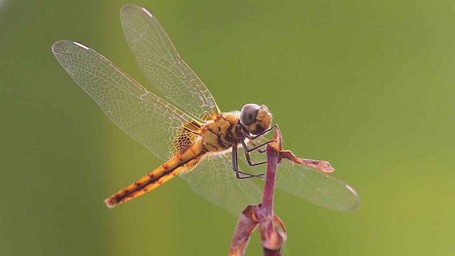 বুনো গাছে ফড়িং