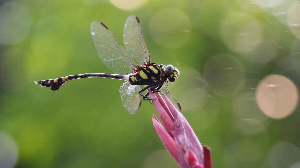 ফুলের ওপর ফড়িং