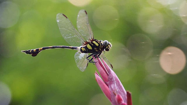 ফুলের ওপর ফড়িং