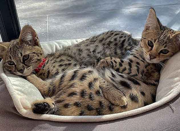 তাদের নাম টুনা আর সুসি। ছবি: ইনস্টাগ্রাম থেকে নেওয়া