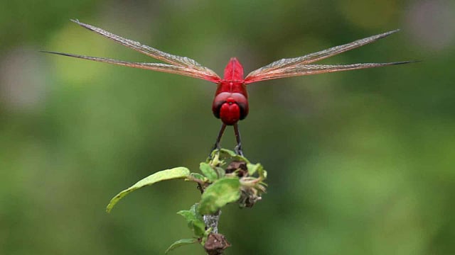 লাল ফড়িং