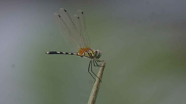 চুপটি করে বসে থাকা ফড়িং