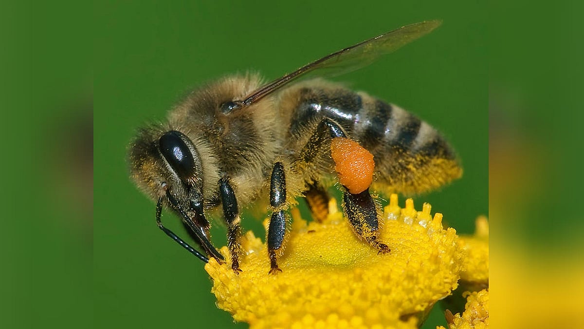 ফুলের সঙ্গে জড়িয়ে আছে পৃথিবীর প্রাণীদের বিশাল অংশের খাদ্য আর টিকে থাকা। কিন্তু সেই ফুল থেকে ফল–শস্যের জন্মই হতো না যদি ক্ষুদ্র একটা উড়ন্ত পতঙ্গ না থাকে। সেই পতঙ্গের নাম মৌমাছি। ছবি : সংগৃহীত
