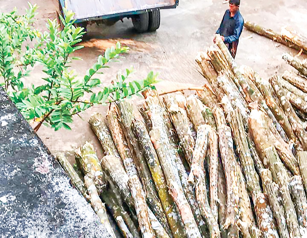 প্রক্রিয়াজাত করার জন্য কারখানার সামনে কেটে রাখা আগর গাছ