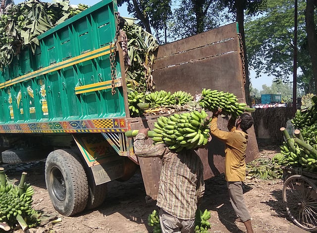 দূরের শহরে নিতে ট্রাকে তোলা হচ্ছে কলা