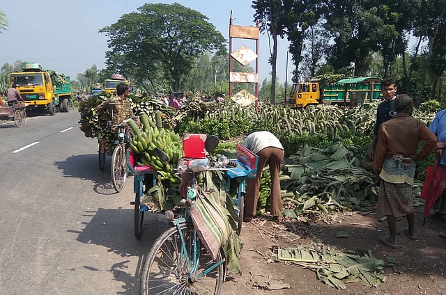 কলা নামানো হচ্ছে