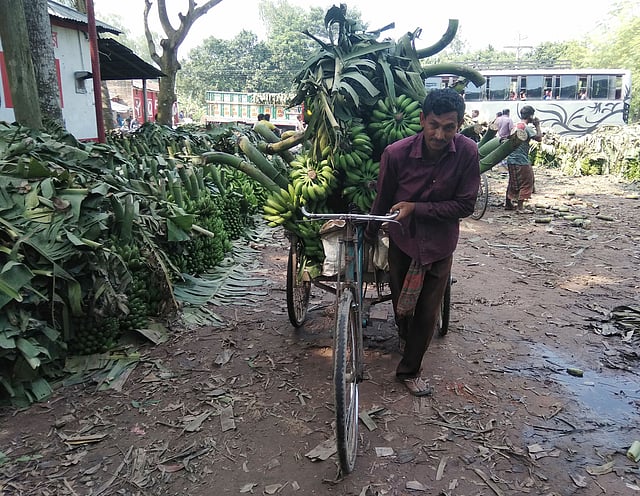 কাছের বাজারে কলা নেওয়ার প্রস্তুতি