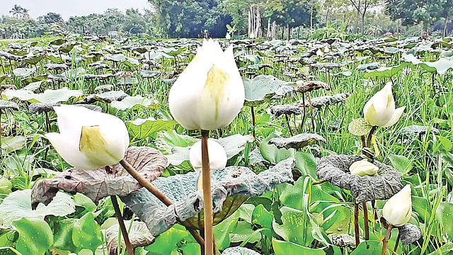 জলাশয়ে ফুটে আছে সাদা পদ্ম। সম্প্রতি ঠাকুরগাঁওয়ের হরিপুরের মাগুড়া গ্রামে।  প্রথম আলো