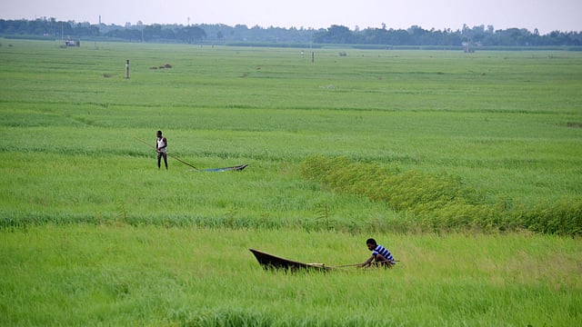 চারদিকে শুধু সবুজ আর সবুজ