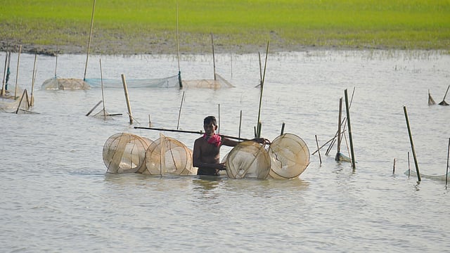 বিলে মাছ ধরার ফাঁদ স্থাপনের প্রস্তুতি