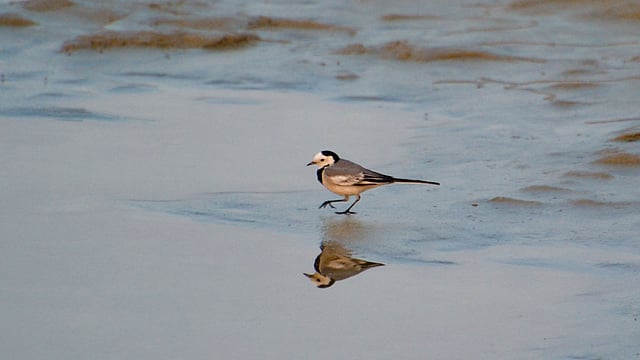 একলা এক জলচর পাখি