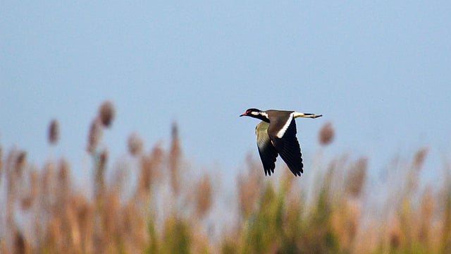 বিলের ওপর দিয়ে উড়ে যাচ্ছে এক জলচর পাখি