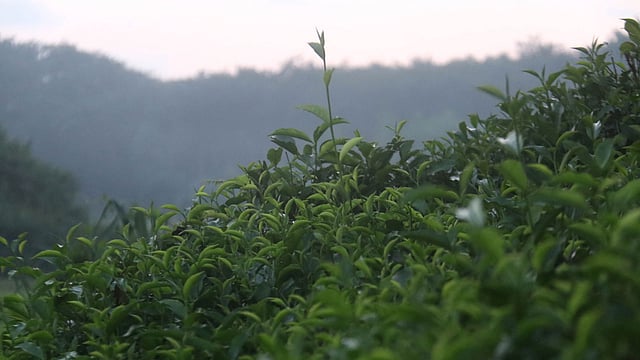 দুটি পাতা, একটি কুঁড়ি।