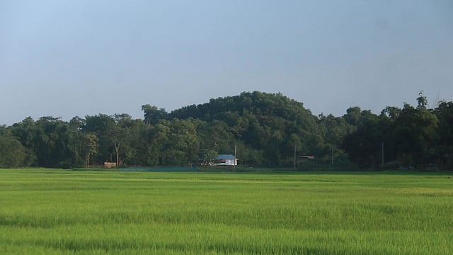 দিগন্তজুড়ে সবুজের সমারোহ