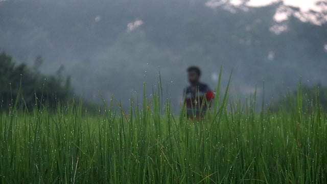 ধানগাছে জমেছে শিশির বিন্দু।