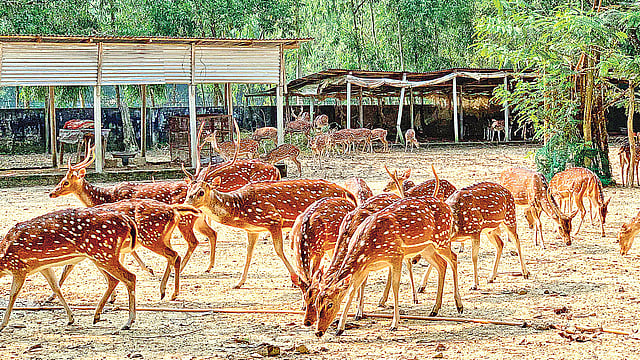 মিনি চিড়িয়াখানায় হরিণের পাল।