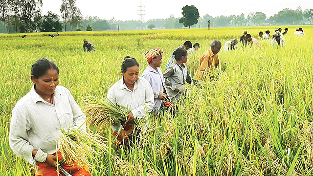 ঠাকুরগাঁওয়ে আমন ধান কাটা শুরু হয়েছে। গতকাল সদর উপজেলার উনত্রিশ মাইল এলাকায়।  ছবি: প্রথম আলো