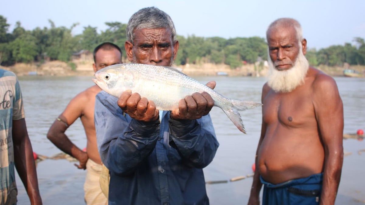 সিলেটের সুরমা নদীতে গতকাল রোববার বিকেলে জেলেদের জালে ধরা পড়ে সোয়া দুই কেজি ওজনের ইলিশ। ছবি: সংগৃহীত