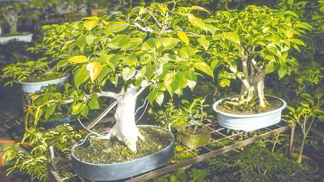 যত্ন, ভালোবাসার পাশাপাশি সঠিক নিয়ম প্রয়োজন বনসাই তৈরিতে। কৃতজ্ঞতা: সৈয়দা আমেনা হক, ছবি: নকশা