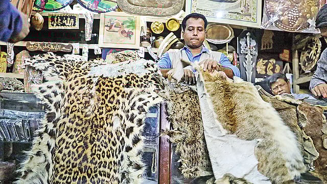শাহবাগের পরীবাগ এলাকায় ডিআইটি সুপার মার্কেটে ক্র্যাফটস কর্নার নামের দোকানে অভিযান চালিয়ে বাঘ, হরিণ, বানরসহ বিভিন্ন বন্য প্রাণীর চামড়া উদ্ধার করা হয়।  ছবি: প্রথম আলো