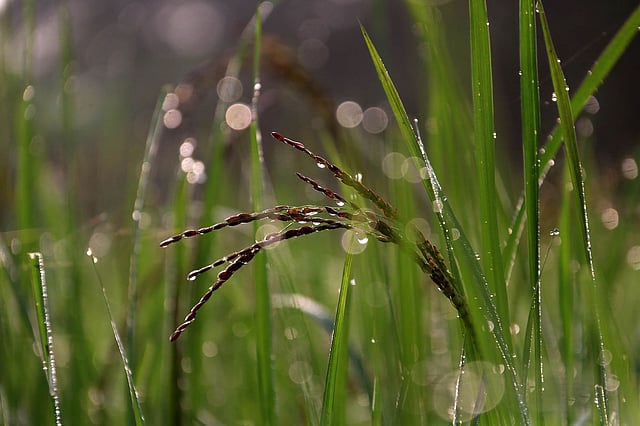শিশিরভেজা হেমন্তের সকাল