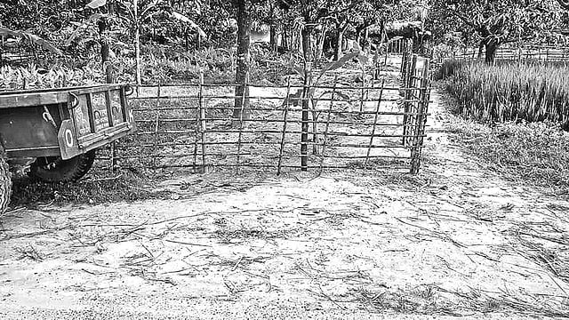 পোরশার সহড়ন্দ-আমনারায়ণপুর রাস্তাটি বাঁশের বেড়া দিয়ে ঘিরে লাগানো হয়েছে কলাগাছ। ছবিটি গত রোববারের।  প্রথম আলো