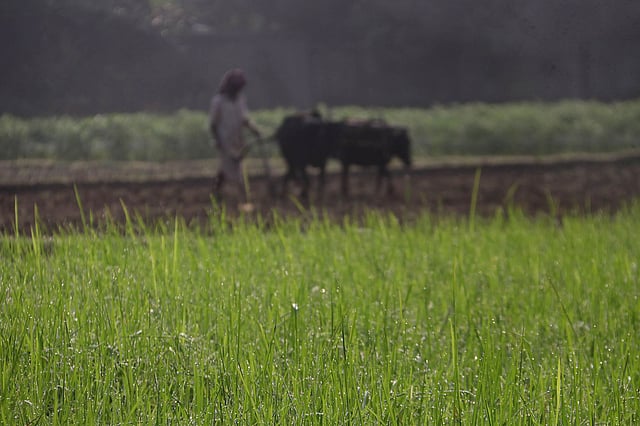 শিশিরভেজা সকালে হাল জুড়েছেন চাষি