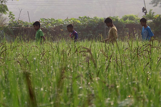 শিশিরভেজা খেতের পাশ দিয়ে যাচ্ছে লোকজন