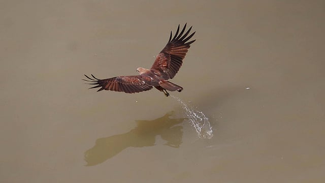 পানিতে ঝাঁপিয়ে পড়া