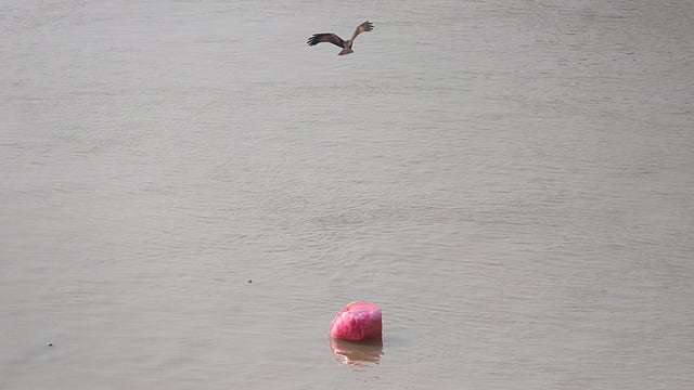 নদী–হাওর–বাঁওড়ে মাছ আর জলজ প্রাণী শিকার করে চিল