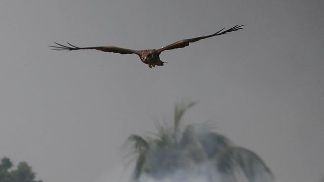 পানিতে কী ভাসছে—কৌতূহলী এক চিল