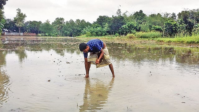 সপ্তাহখানেক আগে রোপণ করা পেঁয়াজের বীজ ডুবে গেছে বৃষ্টির পানিতে। নতুন করে আর উৎপাদনের সম্ভাবনা নেই বললেই চলে। তাই ভেসে ওঠা পেঁয়াজের বীজ সরিয়ে নিচ্ছেন এক কৃষক। সম্প্রতি সাঁথিয়ার করমজা গ্রামে।  ছবি: প্রথম আলো