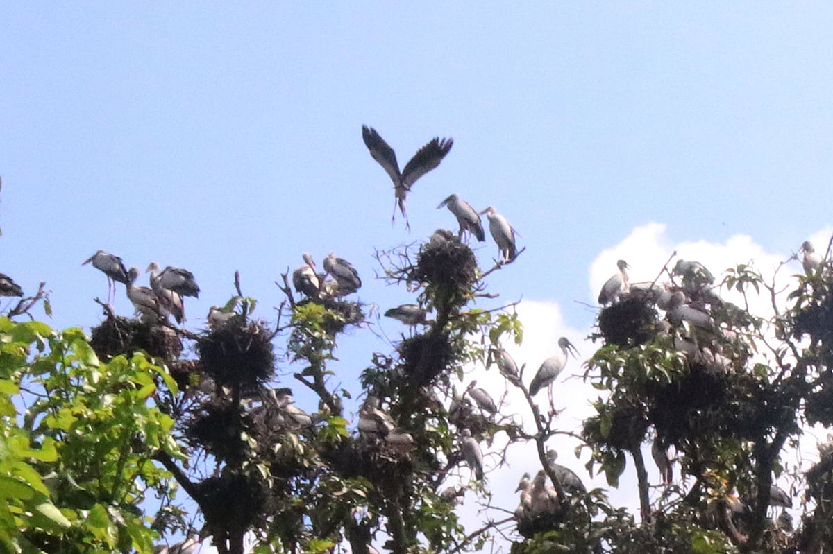 বাগানে কয়েক হাজার পাখির বাসা রয়েছে। ছবি: প্রথম আলো