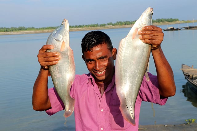 যমুনায় চকচকে চিতল
