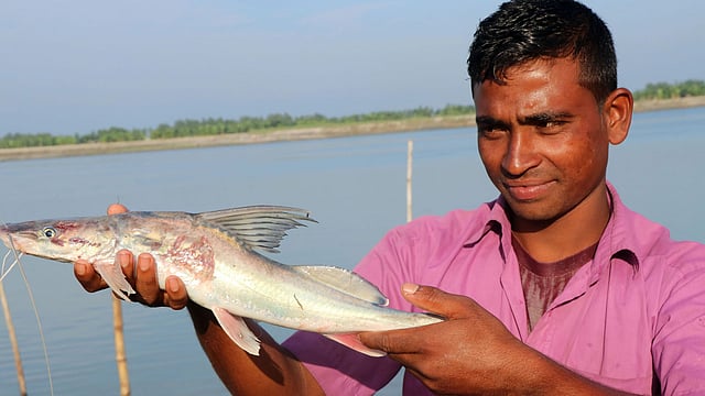 যমুনার টাটকা আইড়