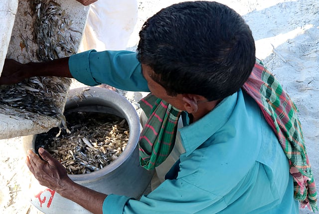 জেলেদের কাছ থেকে কেনা ছোট মাছ