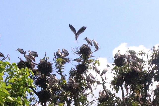 বাগানে কয়েক হাজার পাখির বাসা রয়েছে। ছবি: প্রথম আলো