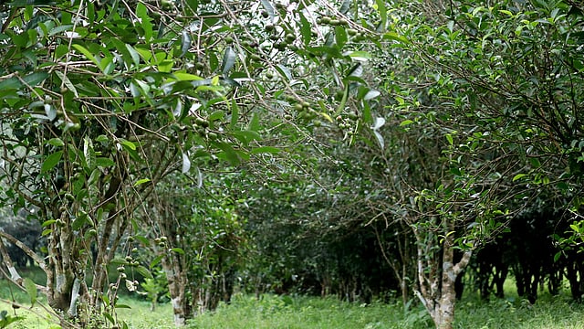 প্রক্রিয়াজাতের মাধ্যমে বাগানের পাহাড়-টিলায় রোপণ করা হবে চা-চারা