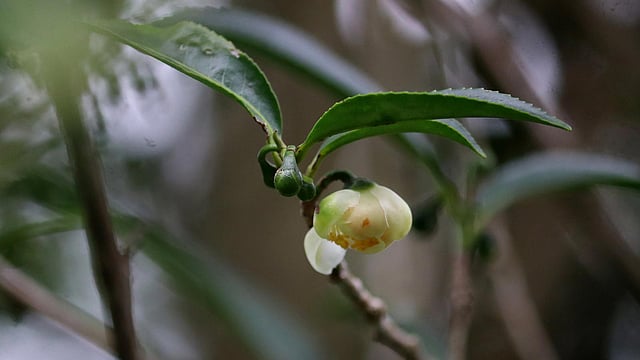 ফুল থেকে হবে ফল
