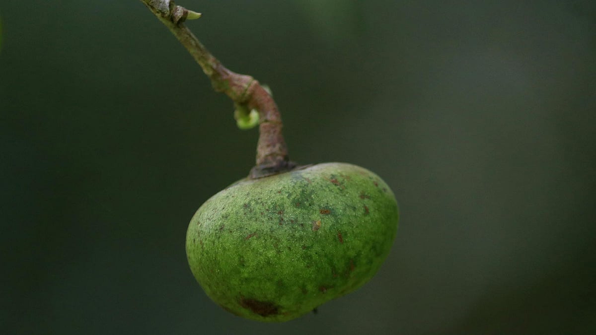 গাছে ধরেছে চা-বীজ। গাছগুলোকে বলায় হয় মা গাছ বা গুটিবাড়ি