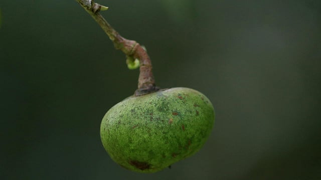 গাছে ধরেছে চা-বীজ। গাছগুলোকে বলায় হয় মা গাছ বা গুটিবাড়ি