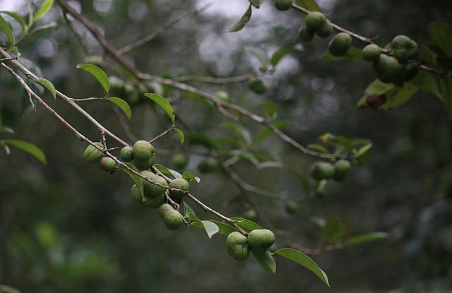 খাওয়া না গেলেও অনেকেই এটাকে চা-ফল নামে চেনেন