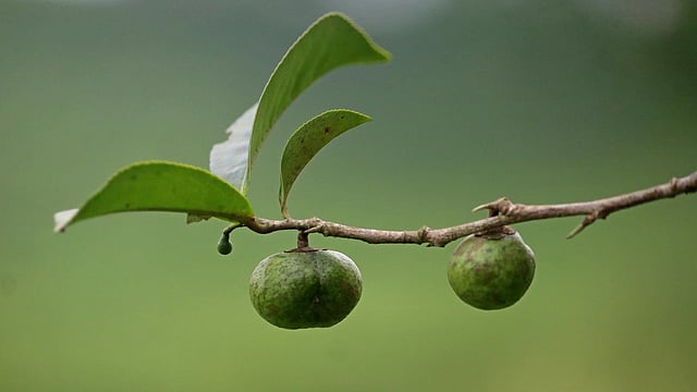 চা-বাগানে চা ফল
