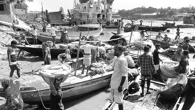 প্রচুর ধরা পড়ছে ইলিশ। ব্যস্ততা বেড়েছে ঘাটে। গতকাল চাঁদপুর বড়স্টেশন মাছঘাটে।   প্রথম আলো