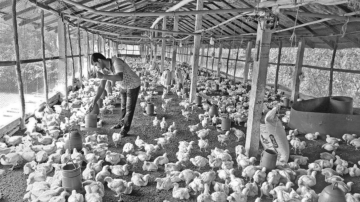 খামারে কাজ করছেন দেবাশীষ কুমার রায়। গতকাল দুপুরে উপজেলা সৈয়দপুর ইউনিয়েনর জাফরনগর এলাকায় । প্রথম আলো