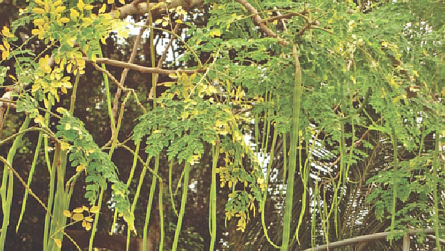 গাজীপুরে বারি শজনে-১ গাছে ফল ধরেছে। ছবি: সংগৃহীত