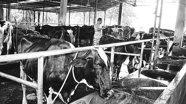 ফেনীর সোনাগাজীতে লাম্পি স্কিন রোগে আক্রান্ত একটি খামারের গরু। গত শুক্রবার দুপুরে পৌরসভার মহেশ্চর এলাকার নাসির উদ্দিনের খামারে।  প্রথম আলো