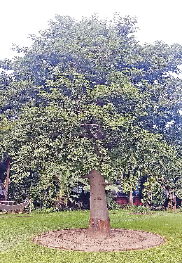 ঢাকা বিশ্ববিদ্যালয়ের কার্জন হলে উদ্ভিদবিজ্ঞান বিভাগের বাগানে লাগানো বাওবাবগাছ। যা মাংকি ব্রেড ট্রি নামেও পরিচিত। প্রথম আলো