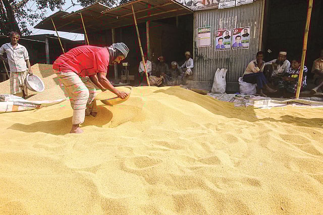 এ দেশে একসময় ১৮ হাজার ধানের জাত ছিল। ছবি: প্রথম আলো